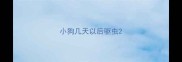 小狗几天以后驱虫