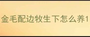 金毛配边牧生下怎么养