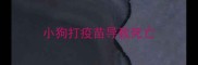 小狗打疫苗导致死亡