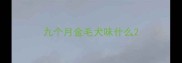 九个月金毛犬味什么