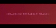 澳牧vs边牧全对比哪种牧牛犬更适合你附选犬指南