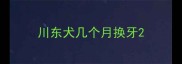 川东犬几个月换牙