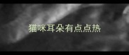 猫咪耳朵有点点热