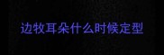 边牧耳朵什么时候定型