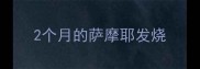 2个月的萨摩耶发烧