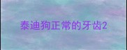泰迪狗正常的牙齿
