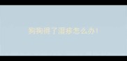 狗狗得了湿疹怎么办