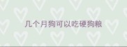 几个月狗可以吃硬狗粮