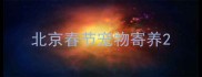 北京春节宠物寄养