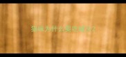 猫咪为什么要吃罐头