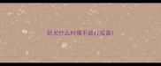 幼犬什么时候不能打疫苗