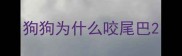 狗狗为什么咬尾巴