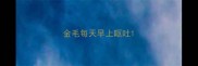金毛每天早上呕吐