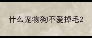 什么宠物狗不爱掉毛