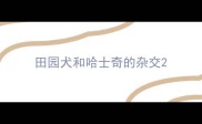 田园犬和哈士奇的杂交