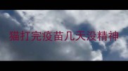 猫打完疫苗几天没精神