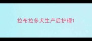 拉布拉多犬生产后护理