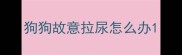 狗狗故意拉尿怎么办