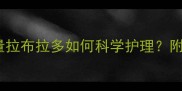 天生小骨量拉布拉多如何科学护理附养宠指南