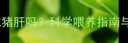拉布拉多能吃猪肝吗科学喂养指南与营养搭配全