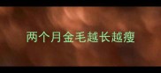 两个月金毛越长越瘦