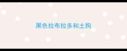 黑色拉布拉多和土狗