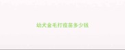 幼犬金毛打疫苗多少钱