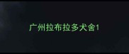广州拉布拉多犬舍