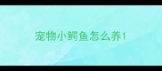 宠物小鳄鱼怎么养