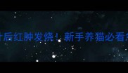 猫咪打针后红肿发烧新手养猫必看急救指南