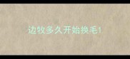 边牧多久开始换毛