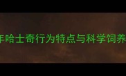 1岁哈士奇养护全攻略成年哈士奇行为特点与科学饲养指南附训练与疾病预防