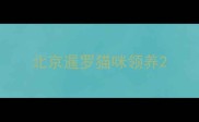 北京暹罗猫咪领养