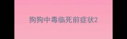 狗狗中毒临死前症状