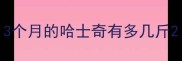 3个月的哈士奇有多几斤
