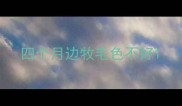 四个月边牧毛色不好