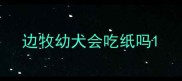 边牧幼犬会吃纸吗