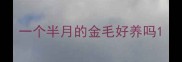 一个半月的金毛好养吗