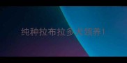 纯种拉布拉多犬领养