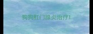狗狗肛门腺炎治疗
