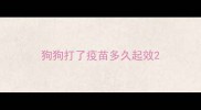 狗狗打了疫苗多久起效