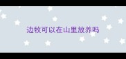 边牧可以在山里放养吗