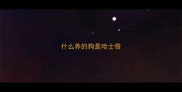 什么养的狗是哈士奇