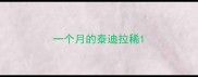 一个月的泰迪拉稀