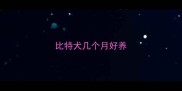比特犬几个月好养