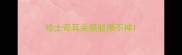 哈士奇耳朵很脏擦不掉