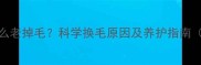 拉布拉多为什么老掉毛科学换毛原因及养护指南附解决方法