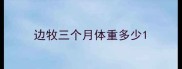 边牧三个月体重多少