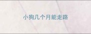 小狗几个月能走路
