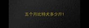 五个月比特犬多少斤